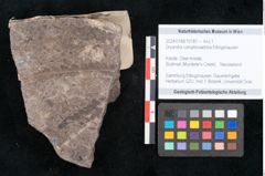 Foto (Objekt + Etikett) von Dryandra comptoniaefolia Ettingshausen (NHMW-GEO-2024-0188-10181)